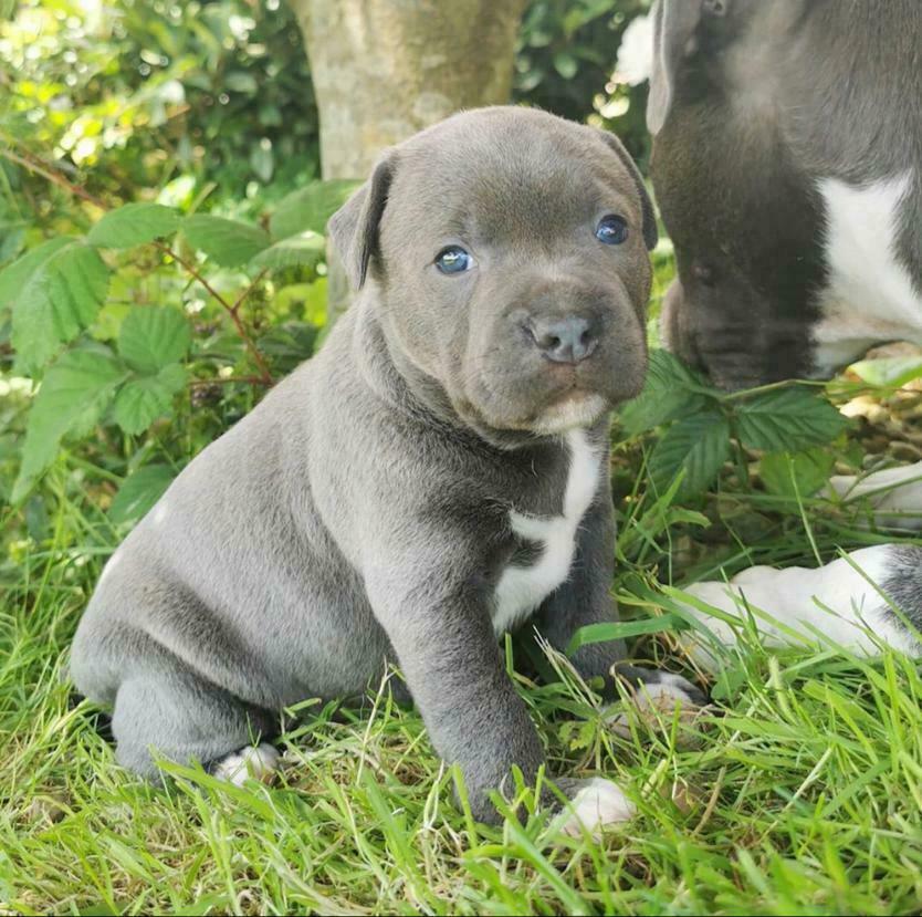 Staffordshire Bull Terrier Breeders, VIC Staffordshire Bull Terrier Breeders, VIC