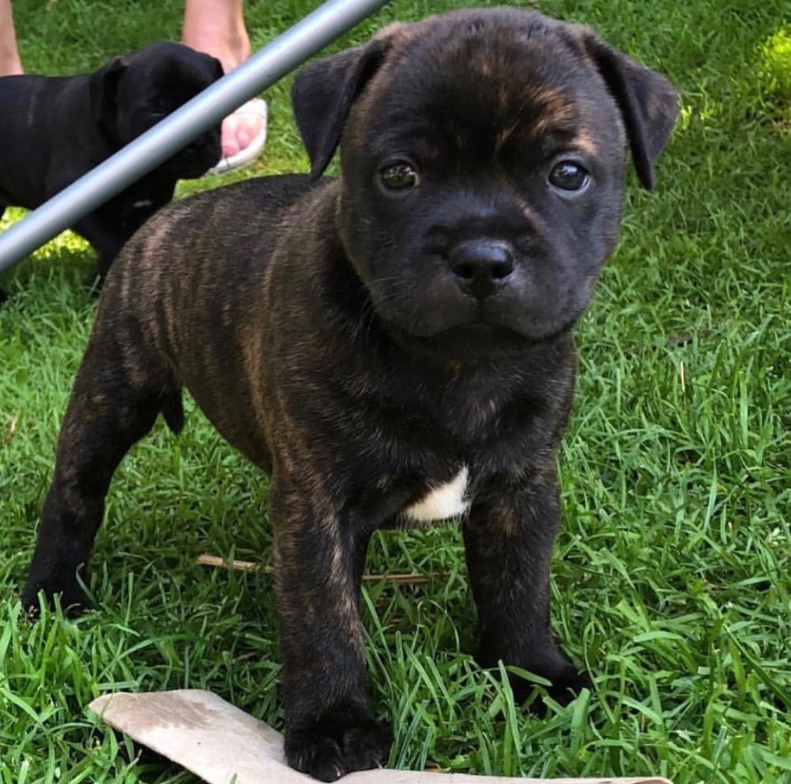 english brindle staffy puppies for sale nsw english brindle staffy puppies for sale nsw