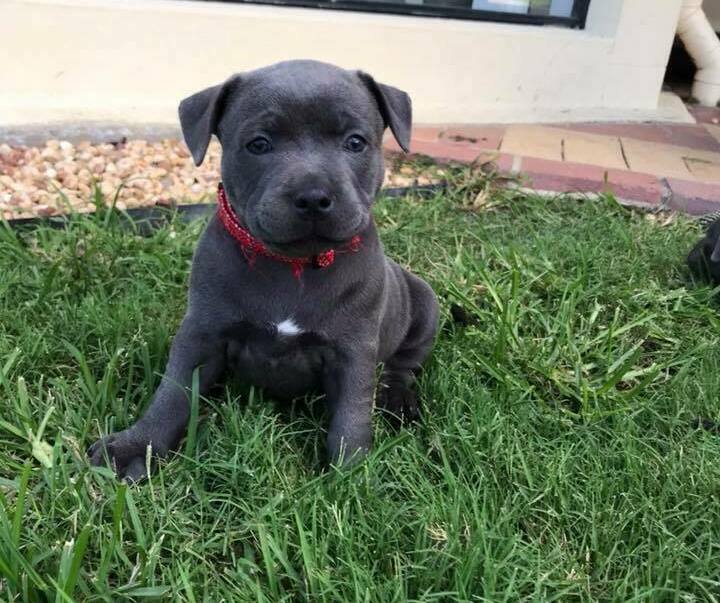staffy puppies for sale in TAS staffy puppies for sale in TAS
