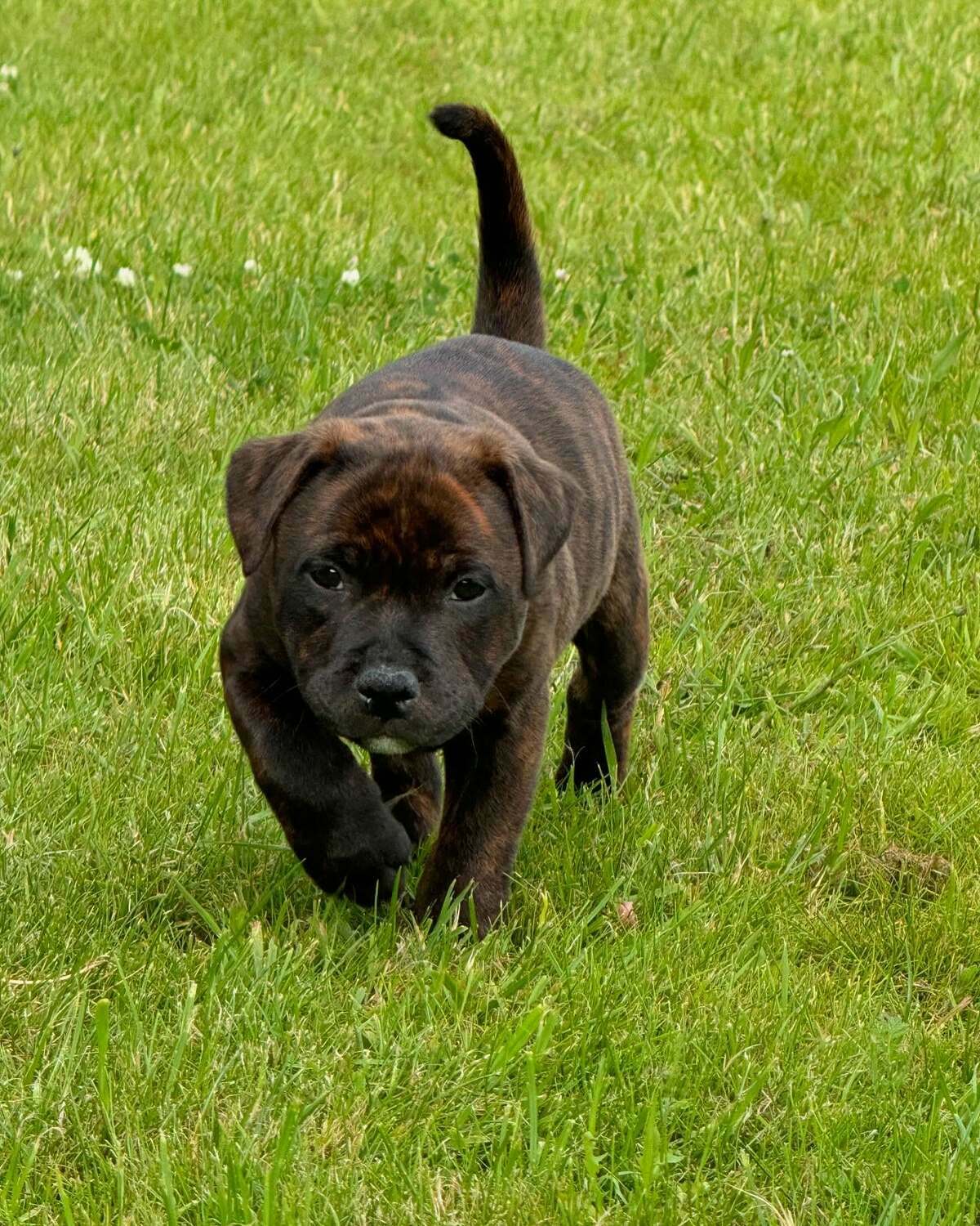 Brindle English staffy puppies for sale South Australia Brindle English staffy puppies for sale South Australia