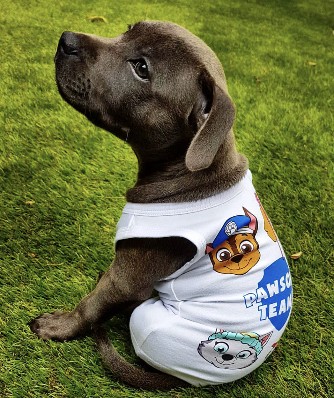 English staffy puppies for sale South Australia English staffy puppies for sale South Australia