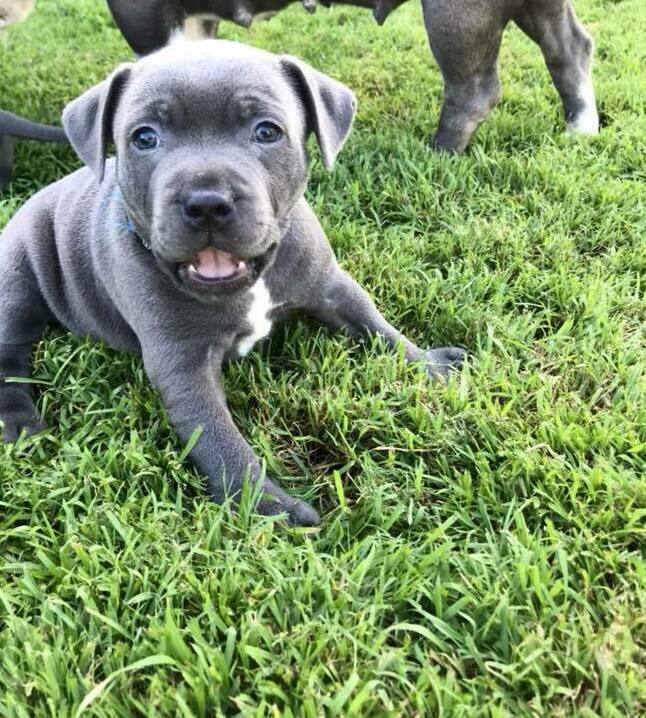 stafford puppies for sale in TAS stafford puppies for sale in TAS