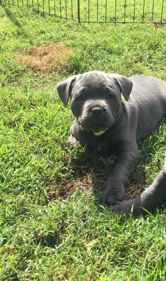 english staffy puppies for sale nsw english staffy puppies for sale nsw