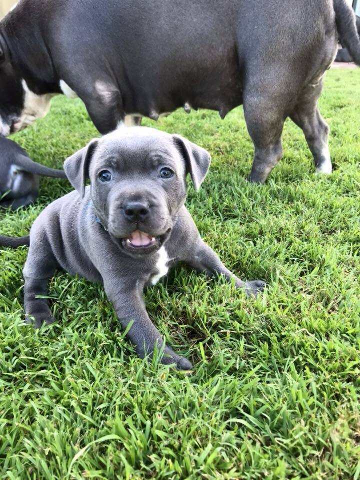 Miniature staffordshire bull terrier breeders australia Miniature staffordshire bull terrier breeders australia
