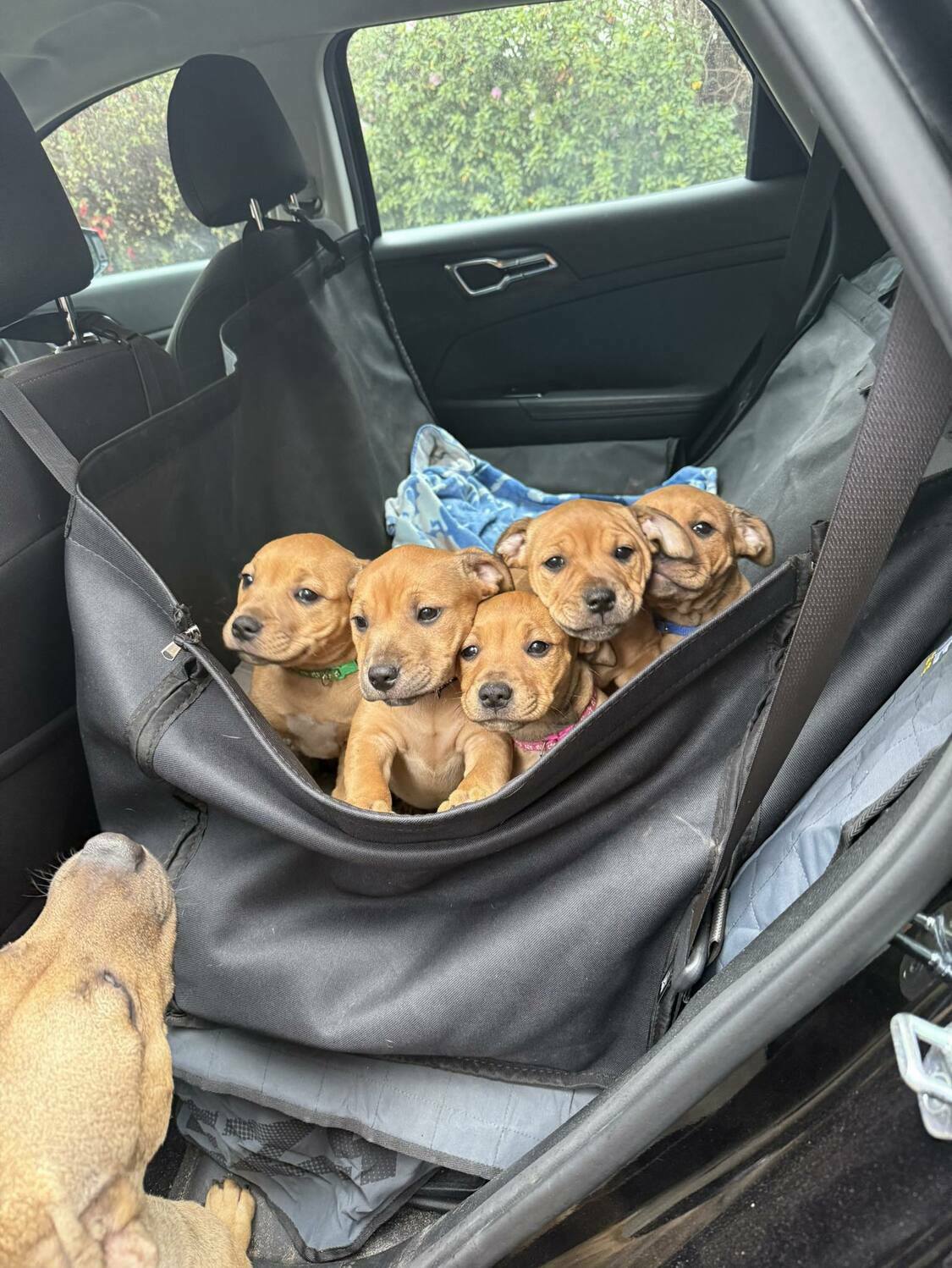 english brindle staffy puppies for sale nsw english brindle staffy puppies for sale nsw